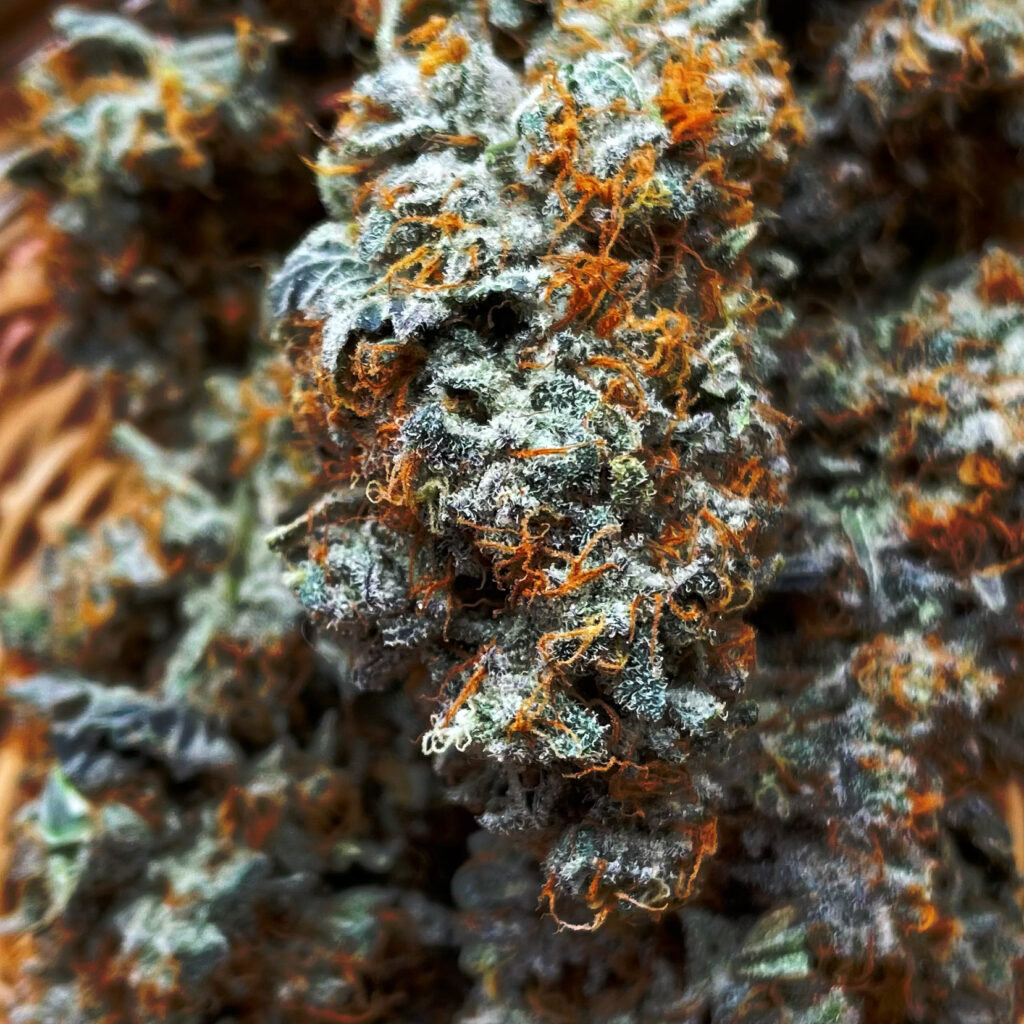 cannabis bud closeup