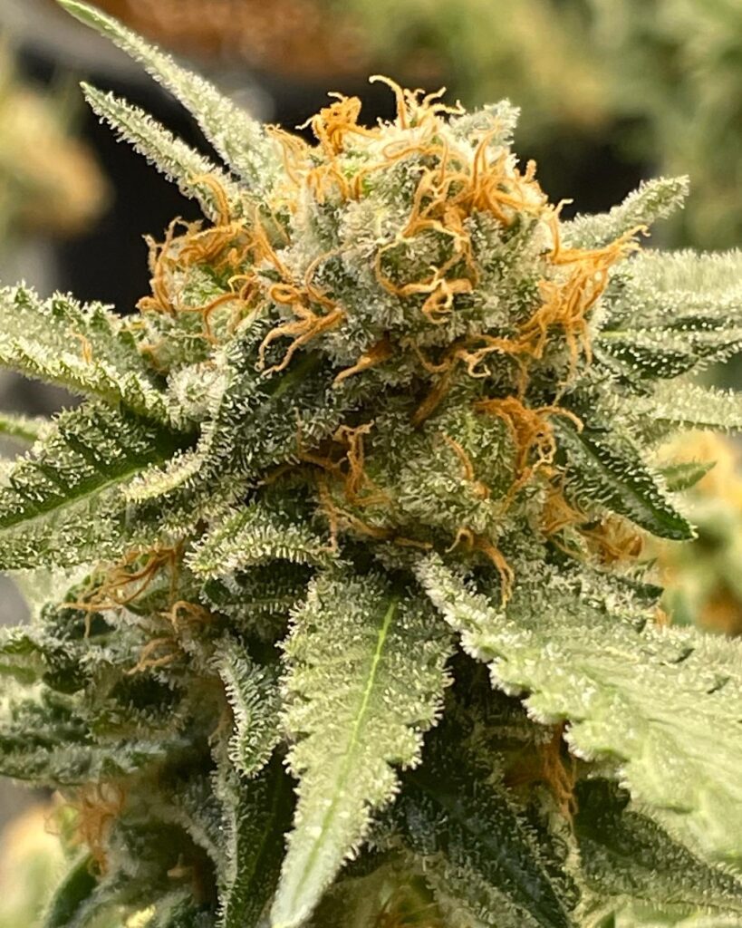 cannabis cola closeup