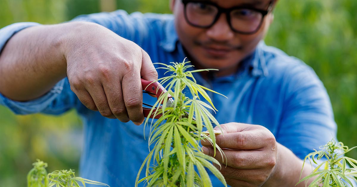 man trimming cannabis plant