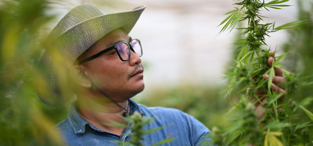 Thai farmer inspecting cannabis plants