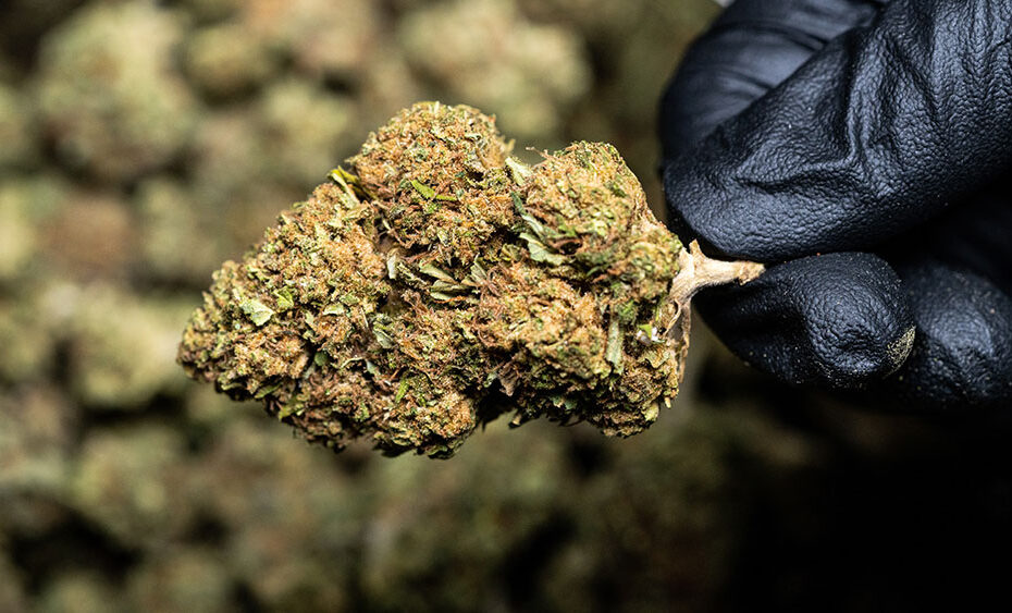 Cannabis flower held by hand wearing black gloves