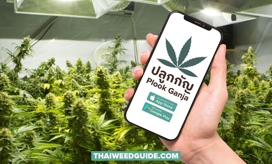 Plook Ganja ปลูกกัญ App on phone in cannabis growhouse