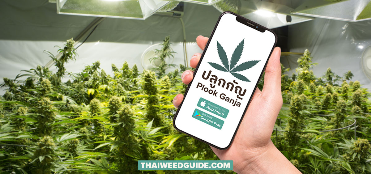 Plook Ganja ปลูกกัญ App on phone in cannabis growhouse