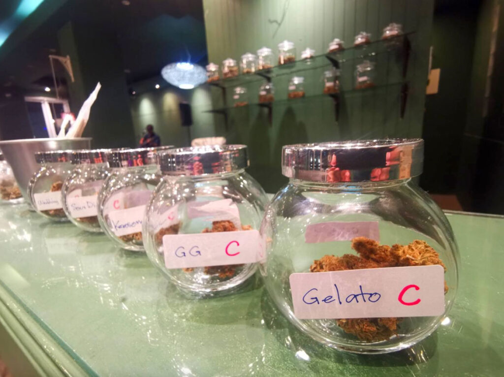 jars with cannabis buds hua hin