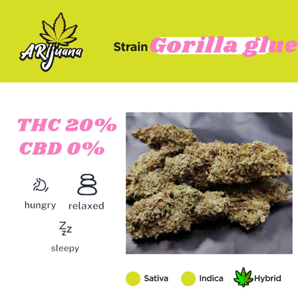 Arijuana bud sample - Gorilla Glue