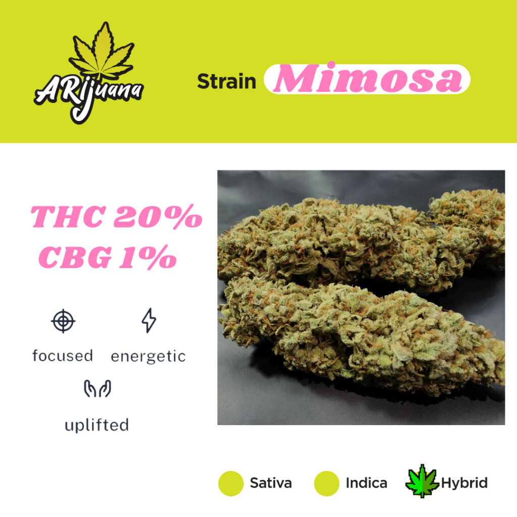 Arijuana bud sample - Mimosa