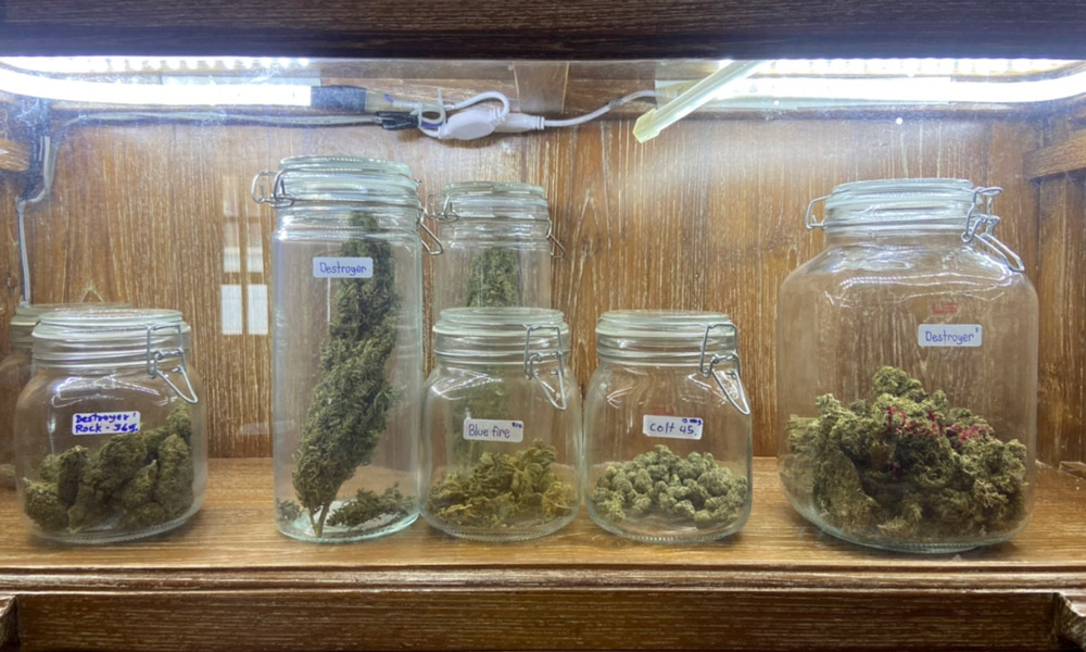 Weed Connection Chiang Mai