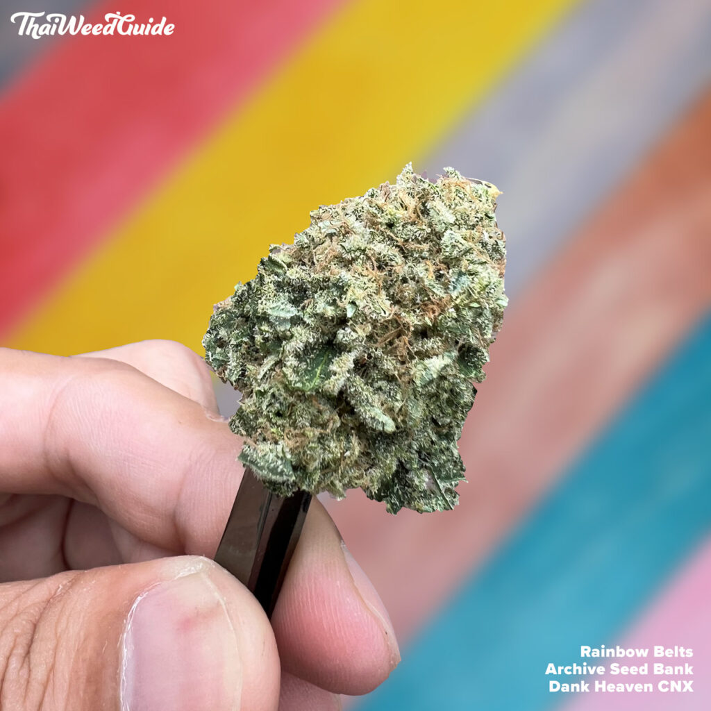 Rainbow Belts strain Archive Seed Bank Dank Heaven CNX