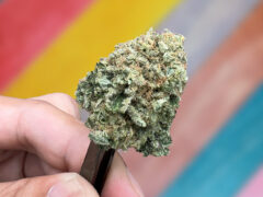 Rainbow Belts strain Archive Seed Bank Dank Heaven CNX