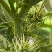 Sunseekers Seeds Brand Image