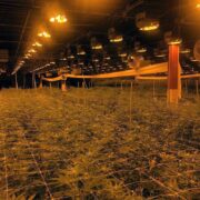 Sunseekers Seeds Brand Image