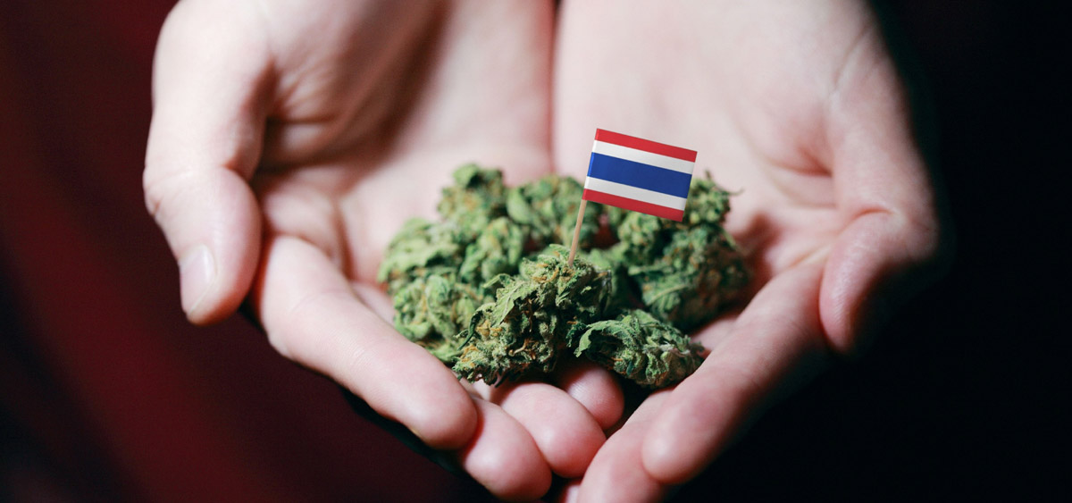 FAQ: Is Cannabis Legal In Thailand? - ThaiWeedGuide