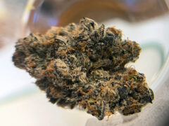 Wild-Runtz-by-Canis-Major-Thailand