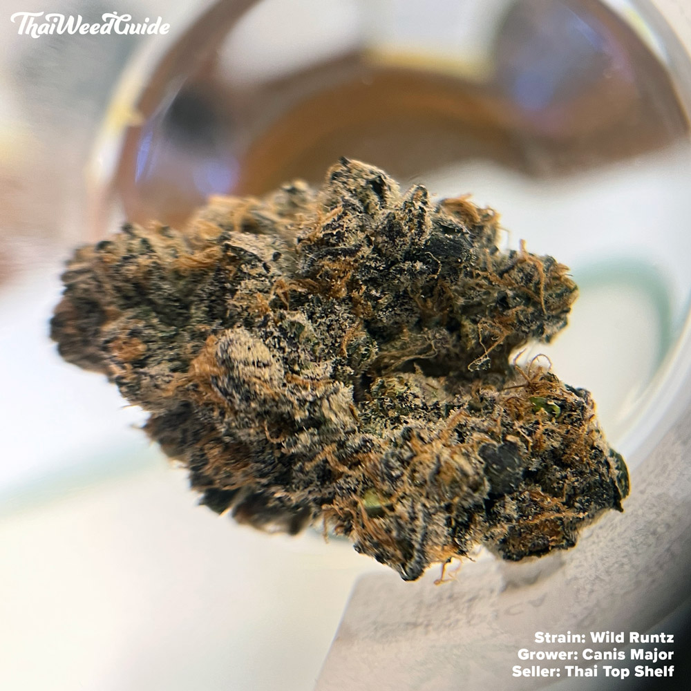 Wild-Runtz-by-Canis-Major-Thailand