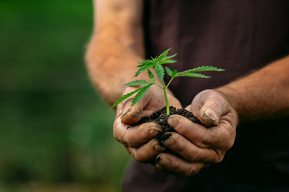 Hands holding a cannabis landrace strain in soil