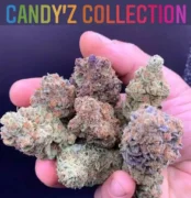 A hand holding seven cannabis nugs