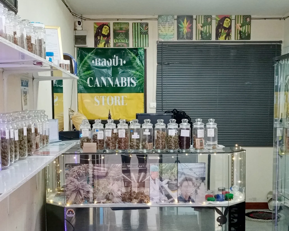 Interior of cannabis dispensary Lost in The Jungle, Chiang Mai
