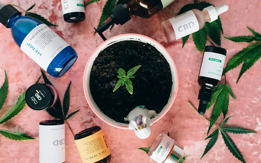 A range of labeled CBD and hemp wellness products arranged around a cannabis plant seedling.